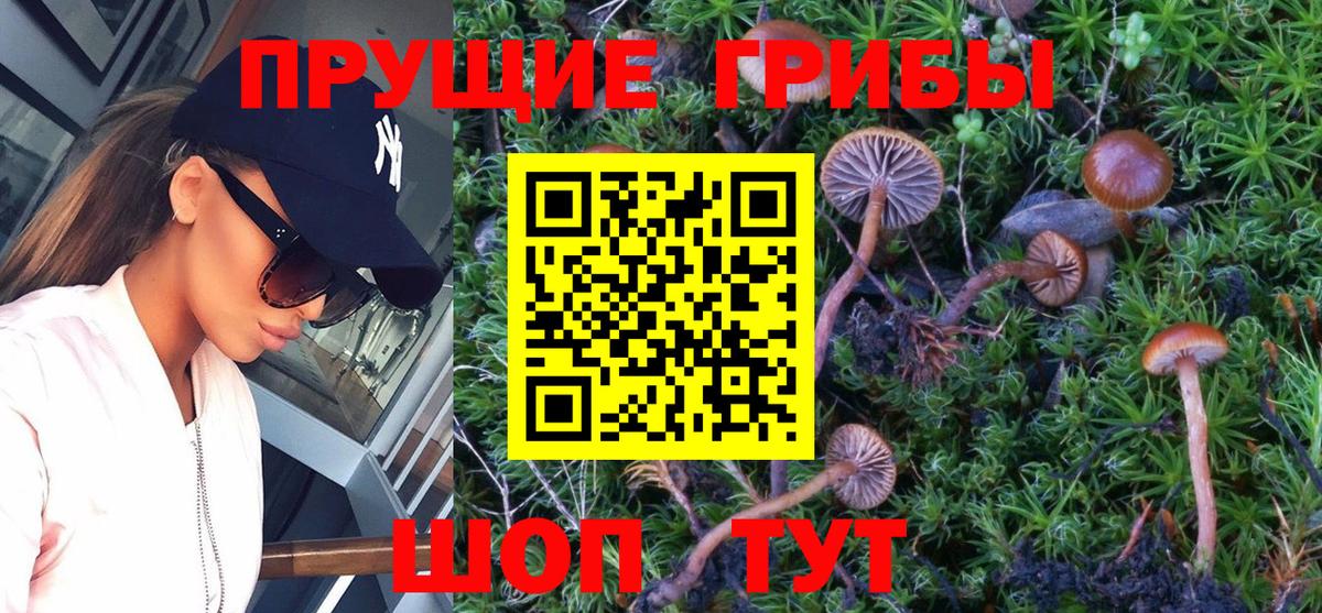 Псилоцибиновые грибы Cubensis Чернушка